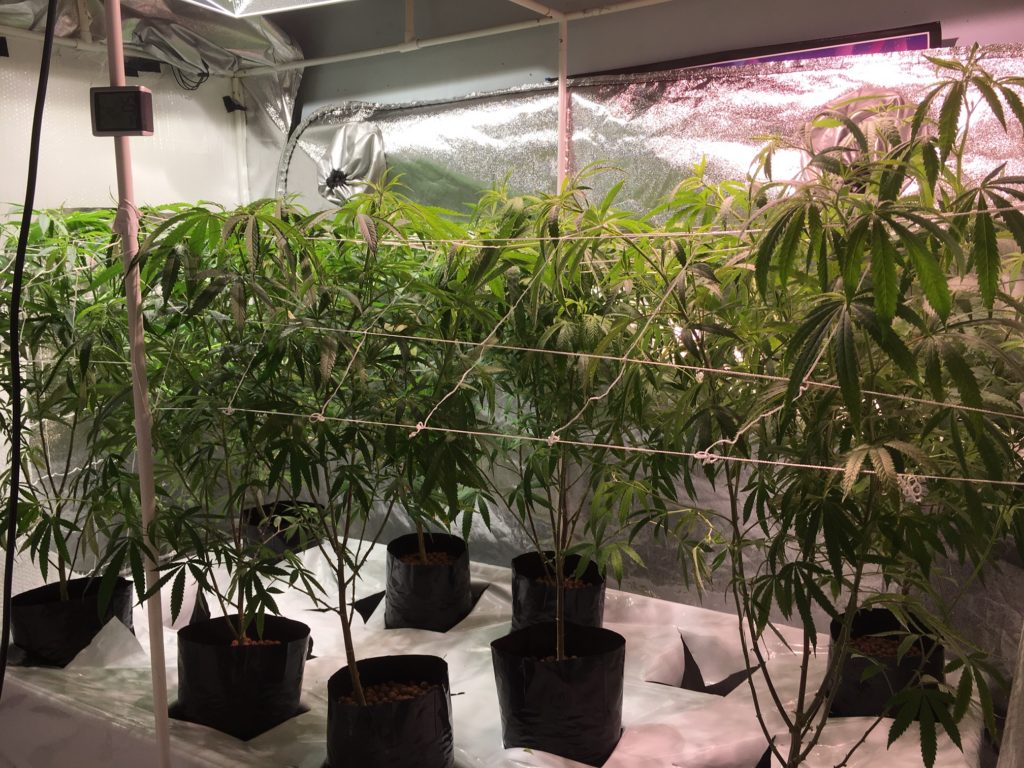 Beginners Guide Grow Setup under 3,000 Indoor Cannabis