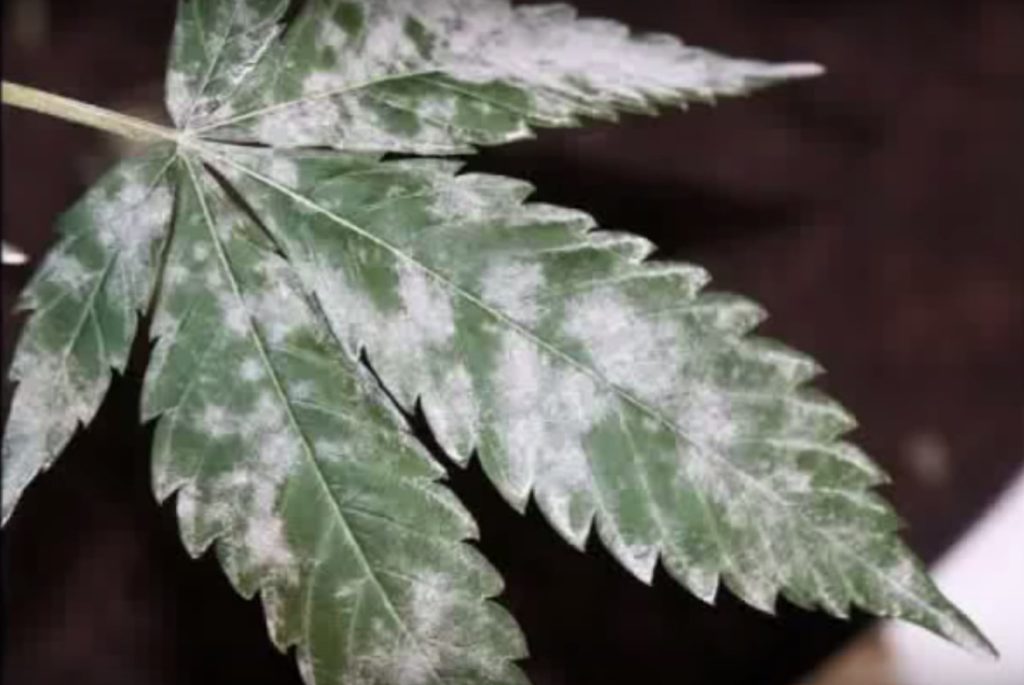 Powdery Mildew Indoor Cannabis