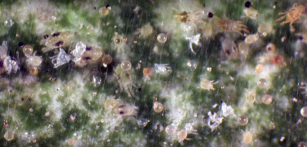 Spider Mites - Indoor Cannabis
