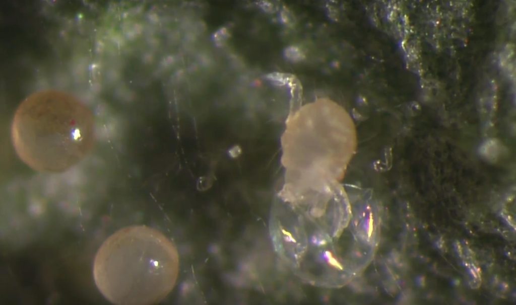 Spider Mites - Indoor Cannabis
